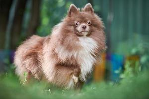 cão spitz pomeranian no jardim foto