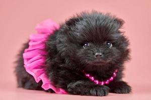 filhote de pomeranian spitz na saia com miçangas no fundo rosa foto