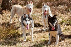 quatro cães husky siberianos ficam na grama da floresta, retrato de cães husky em tamanho real foto