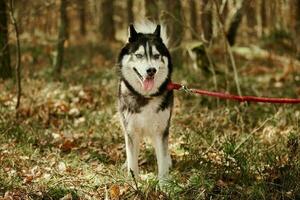 siberian rouco cachorro sentado em floresta Relva cheio Tamanho rouco cachorro retrato com cinzento Preto casaco foto