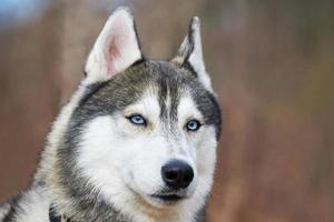 siberian rouco cachorro retrato com azul olhos e cinzento casaco cor, fofa trenó cachorro procriar foto