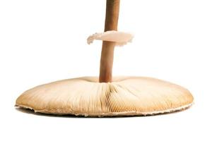 grande agárico brânquias boné do macrolepiota procera sombrinha cogumelo, branco fundo, Castanho cogumelo foto