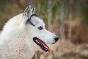 retrato de perfil de cachorro husky siberiano com cor de casaco branco cinza preto, raça de cachorro de trenó bonito foto