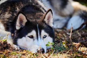siberian rouco cachorro com azul Castanho olhos e Preto branco casaco cor deitado em terra e esperando proprietário foto