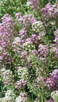 doce alyssum - lobularia maritima pequeno roxa e branco flores em ensolarado dia foto