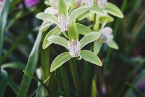 verde amarelo cymbidium orquídea floração dentro tropical jardim, fechar-se foto