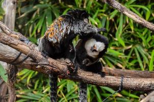 macacos às a jardim zoológico foto