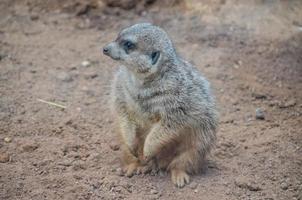 meerkat às a jardim zoológico foto