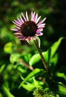 flor de equinácea desabrochando foto