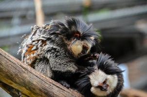 macacos às a jardim zoológico foto