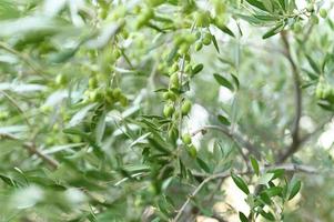 azeitonas verdes crescendo em um galho de oliveira no jardim foto