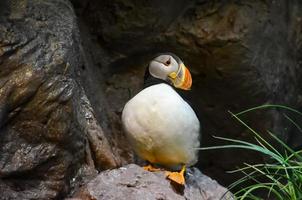 papagaio-do-mar às a jardim zoológico foto