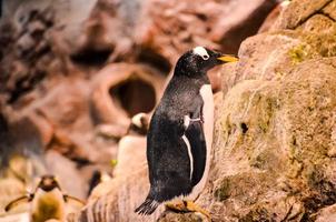 pinguins às a jardim zoológico foto