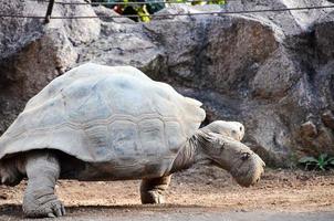 tartaruga às a jardim zoológico foto