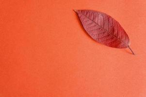 folhas vermelhas de outono caídas de cereja em um fundo de papel vermelho foto
