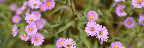 flores de outono aster novi-belgii vibrante em cor roxa clara foto