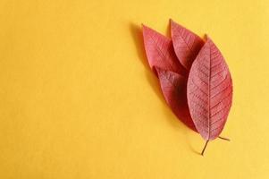 várias folhas vermelhas de cereja de outono caídas em um plano de fundo de papel amarelo foto
