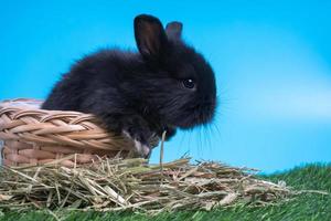 coelho preto fofo peludo e fofo está sentado na cesta na grama verde e fundo azul. conceito de animal de estimação roedor e páscoa. foto