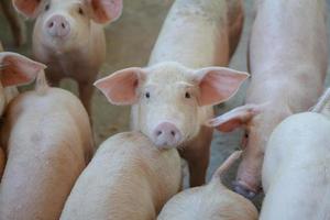 grupo de porcos que parece saudável na fazenda local de porcos asiáticos no gado. o conceito de criação padronizada e limpa, sem doenças ou condições locais que afetem o crescimento ou a fecundidade dos porcos foto