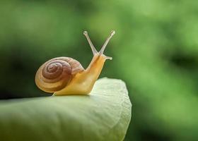 o fundo do pequeno caracol foto