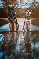 dois cães pastores sentados lado a lado na paisagem de outono com reflexo na poça foto