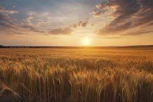 lindo natural panorama panorama do dourado trigo campo às pôr do sol contra fundo foto