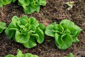 orgânico hidropônico vegetal cultivo Fazenda. alface cultivo crescendo foto