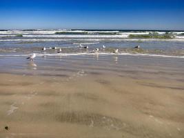 gaivotas na praia foto