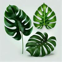 folhas do tropical sempre-verde monstera plantar em luz fundo - ai gerado imagem foto