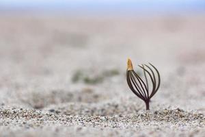 uma pequeno plantinha cresce em a areia contra a fundo do a mar. foto