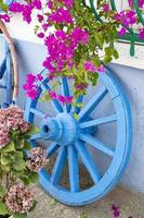 buganvílias flores dentro frente do uma azul de madeira roda.a velho de madeira roda em uma branco muro. foto