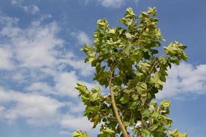 árvore com verde folhas contra uma azul céu com branco nuvens dentro a fundo. verde folhas em uma árvore contra a azul céu com branco nuvens. foto