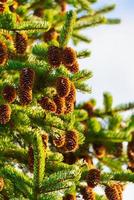 pinho cones em abeto árvore com espinhoso agulhas dentro inverno floresta foto