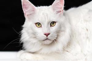 branco cabelo longo americano coon gato. retrato do gato olhando às Câmera em Preto e branco fundo foto