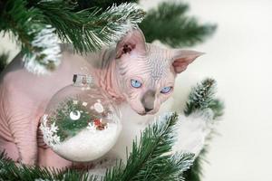 sphynx gato cuidadosamente olhando Fora a partir de debaixo galhos do Natal árvore com brinquedos. foto