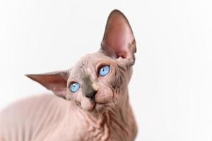 retrato do canadense sphynx gato do azul vison e branco cor com azul olhos em branco fundo foto