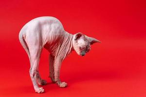 lindo fêmea canadense sphynx gato quatro meses velho carrinhos em alongamento patas em vermelho fundo foto