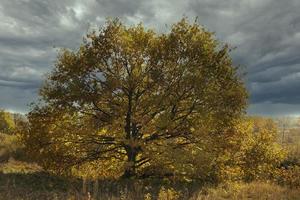 outono árvore com amarelo folhas em uma cinzento céu fundo. foto