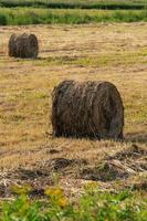 dourado rolos do feno em ceifada campo, rural panorama em ensolarado dia foto