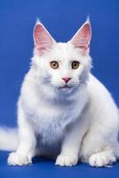 cabelo longo gato procriar americano coon gato olhando às Câmera, sentado em azul fundo foto