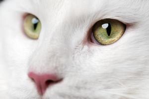 lindo branco cabelo longo americano floresta gato com Rosa nariz e grande olhos olhando foto
