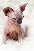 retrato do canadense sphynx gato gatinho com grande azul olhos sentado em branco tapete com grandes pilha foto