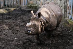 indiano rinoceronte dentro jardim zoológico foto