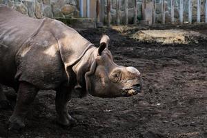 indiano rinoceronte dentro jardim zoológico foto