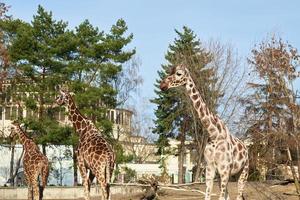 girafa casal dentro Wroclaw jardim zoológico foto