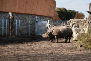 indiano rinoceronte dentro jardim zoológico foto