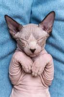 sphynx gato azul vison e branco cor com fechadas olhos, dormindo deitado baixa em dele costas em azul jeans foto