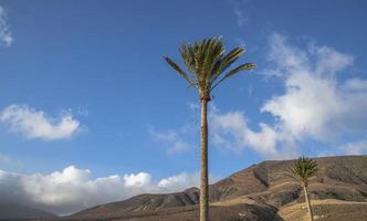 Palma árvore dentro Jandia natural parque, fuerteventura foto