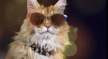 lindo gato com oculos de sol foto
