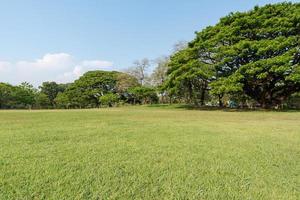 Relva e verde árvores dentro lindo parque foto